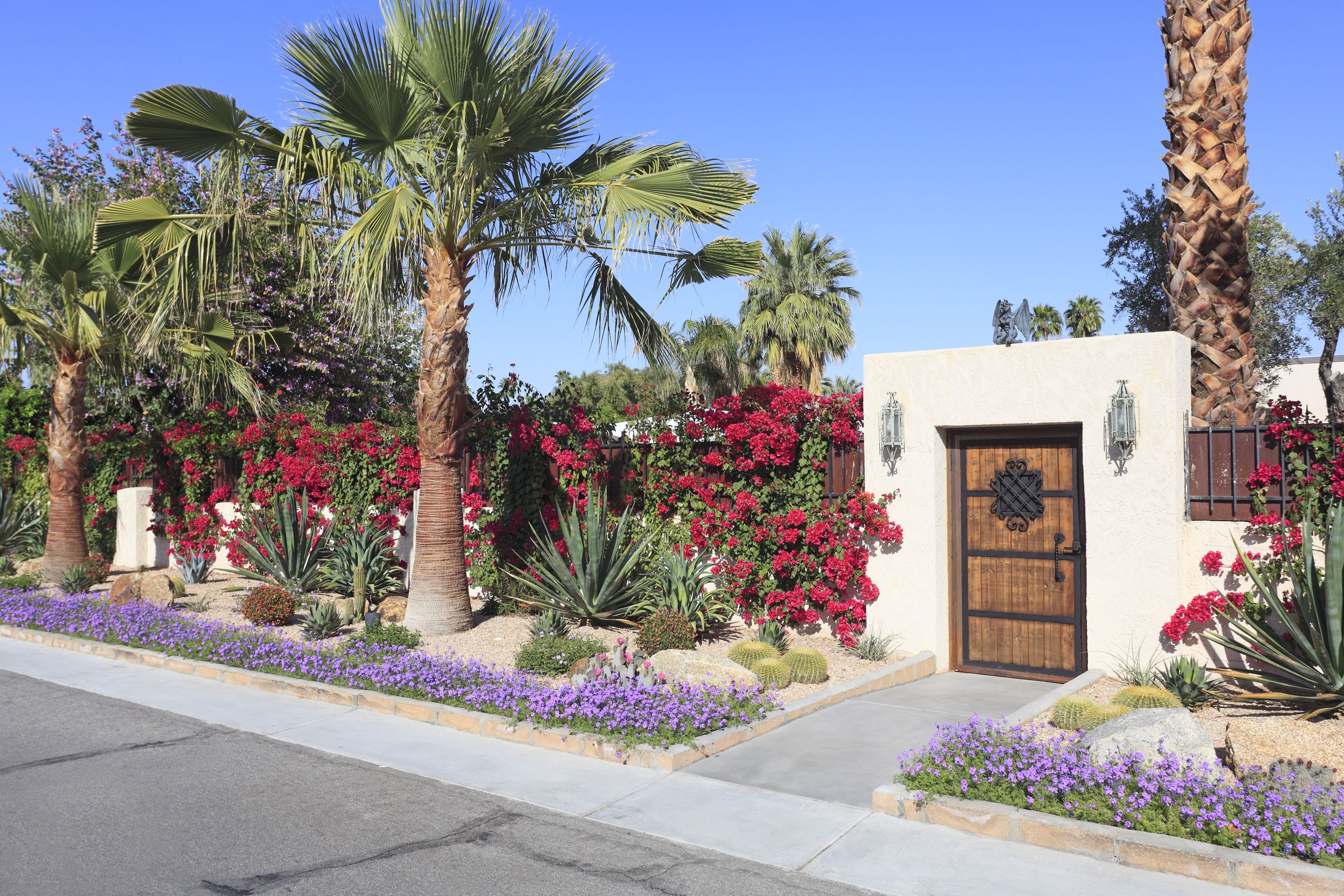 Colorful desert landscaping with cactus, bougainvillea and palm trees in Palm Springs