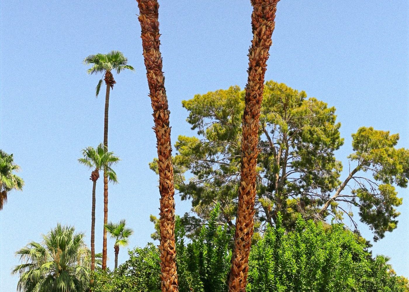 Freshly trimmed palm trees against a blue Coachella Valley sky